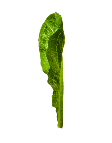 Source: Gotham Greens